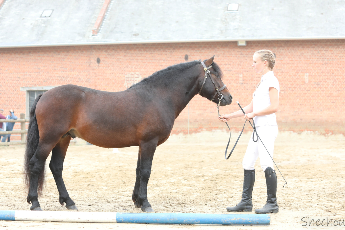 Le standard du poney Dartmoor Association Française du Poney Dartmoor